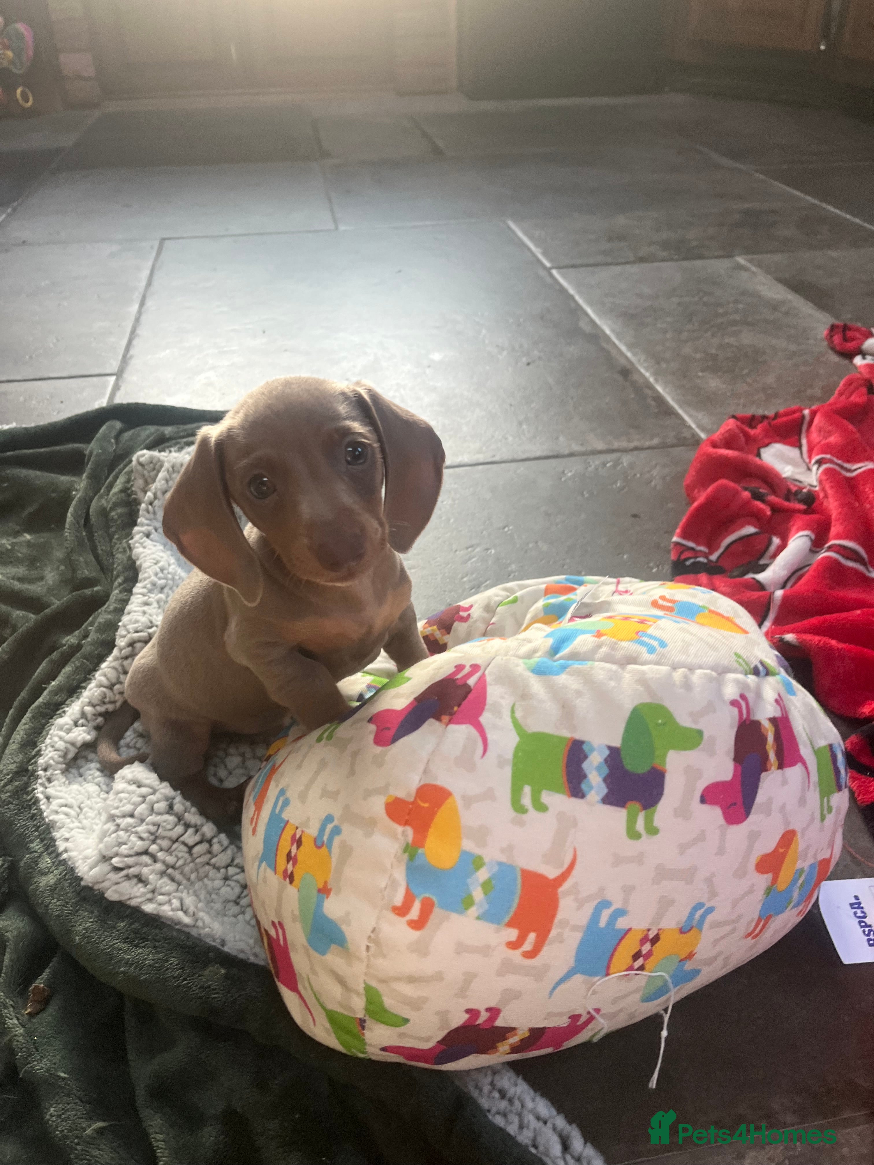 Miniature Dachshund dogs Only 1 boy left Isabella+tan KC boy available  - Advert 3