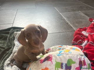 Miniature Dachshund dogs Only 1 boy left Isabella+tan KC boy available - Advert 3