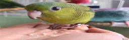 Parakeets birds for sale: Lineolated Parakeets - Advert 8