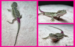 Bearded Dragon reptiles for sale: 6 Baby Bearded Dragons - Advert 5