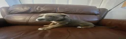 Mixed Breed dogs for sale: Cane corso x pocket bully - Advert 22