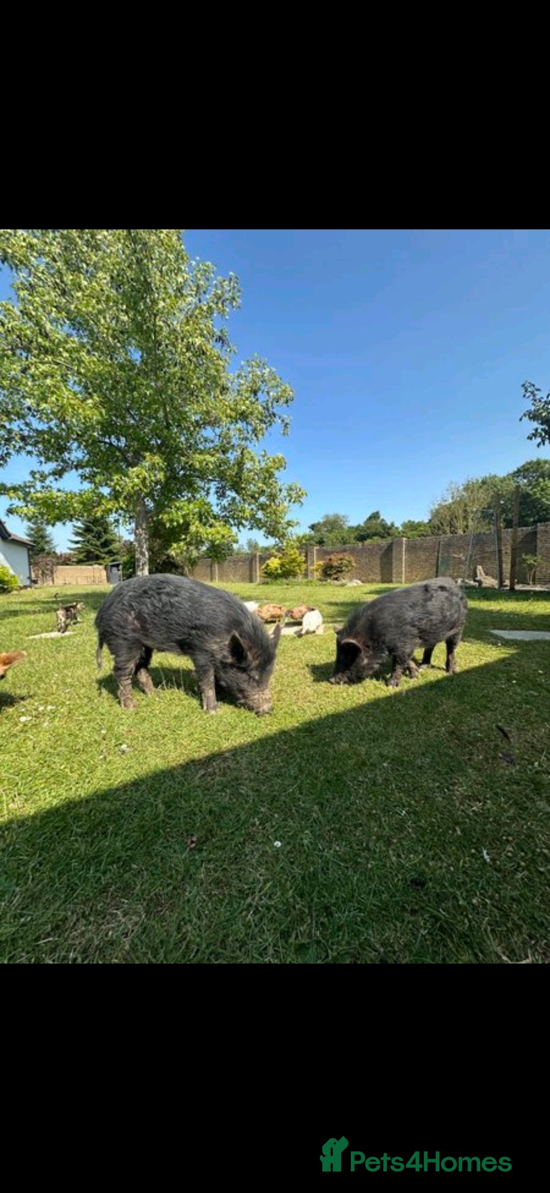 Pig livestock 2 male pigs for sale - Advert 18