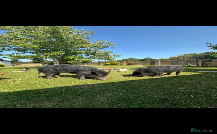 Pig livestock - Advert 1