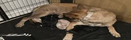Mixed Breed dogs for sale: Belgian malinois x dalmation puppies - Advert 1