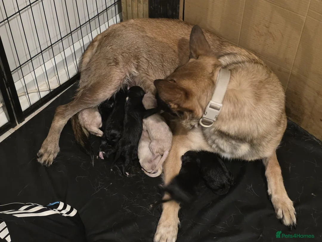 Mixed Breed dogs for sale: Belgian malinois x dalmation puppies - Advert 1