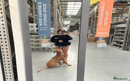Mixed Breed dogs for sale: Mara - Doberman X Lurcher 7 month old girl - Image 8