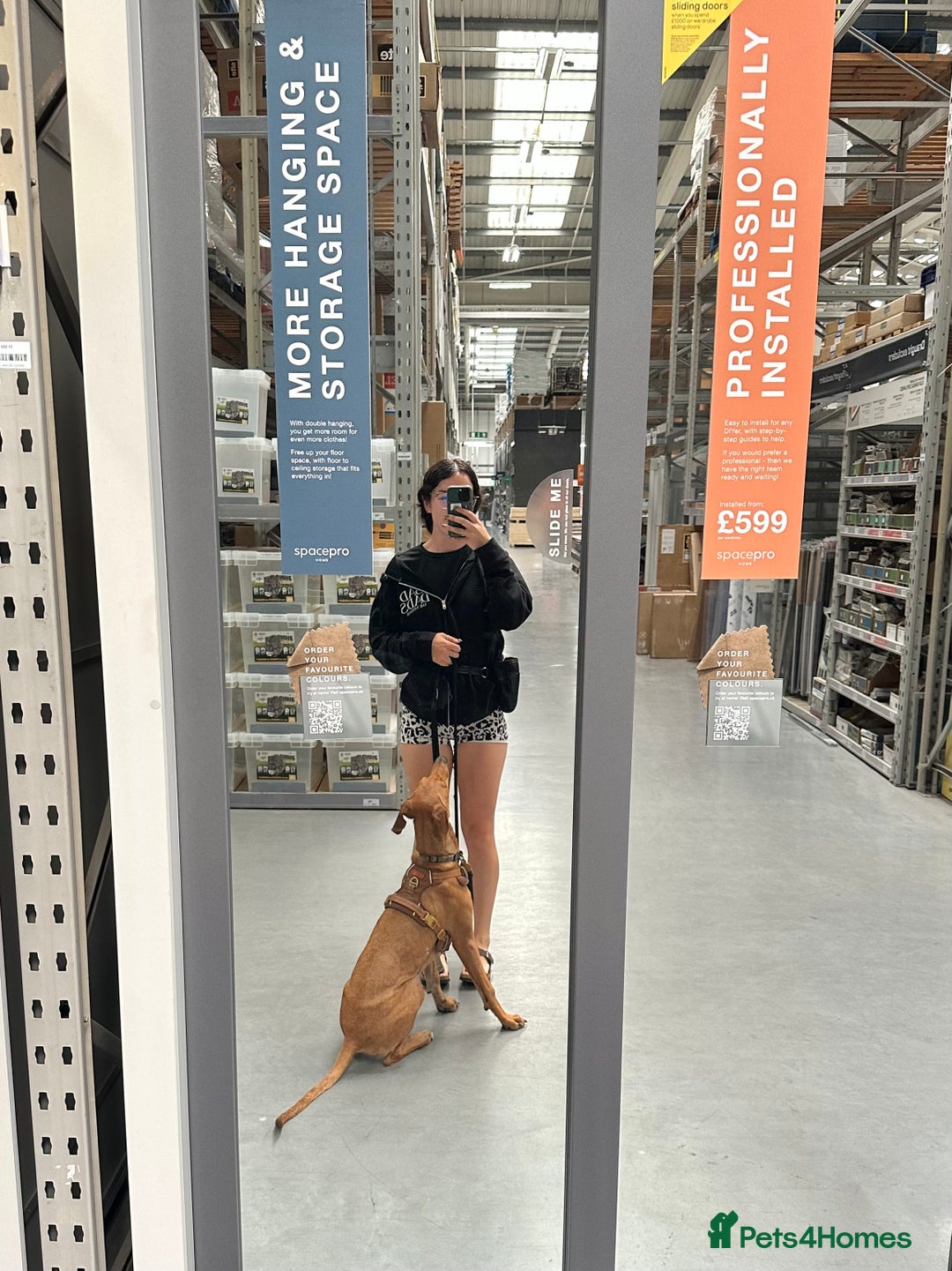 Mixed Breed dogs for sale: Mara - Doberman X Lurcher 7 month old girl - Image 8