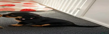 Rottweiler 4