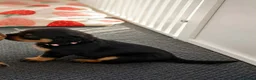 Rottweiler dogs for sale: Beautiful Chunky Rottweiler Puppies for Sale  - Advert 4