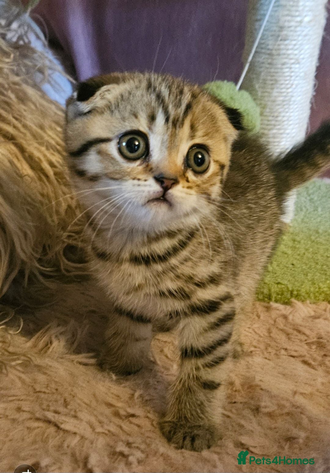 British Shorthair cats READY NOW BSH X SCOTTISH 1 MALE  2 FEMALE - Advert 5