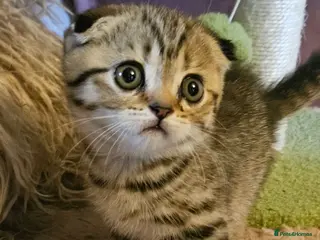 British Shorthair cats READY NOW BSH X SCOTTISH 1 MALE 2 FEMALE - Advert 5
