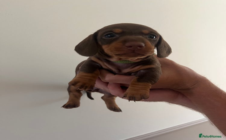 Miniature Dachshund dogs - Advert 3