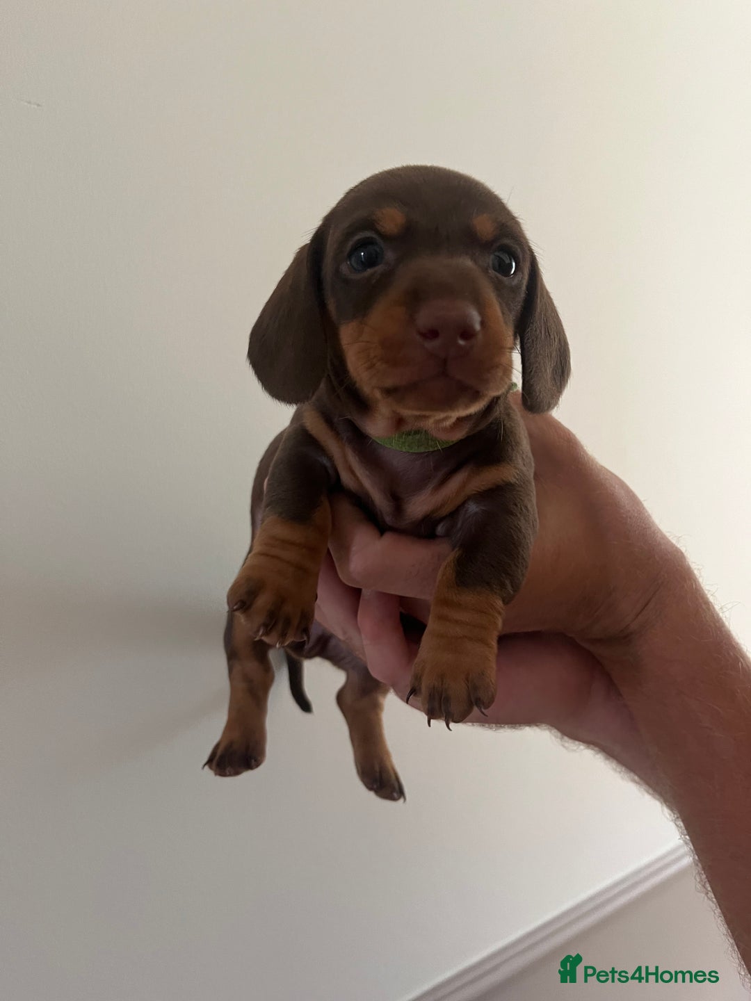 Miniature Dachshund dogs for sale: 2 beautiful miniature dachshunds  - Image 1