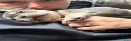 French Bulldog dogs for sale: Stunning 3rd generation French Bulldog puppies - Advert 6