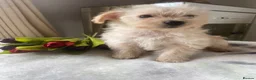 Westiepoo dogs for sale: Westypoos in Northallerton - Advert 4