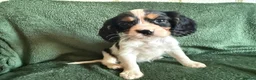 Cockalier dogs for sale: Beautiful, health tested cockalier puppies.  - Advert 23