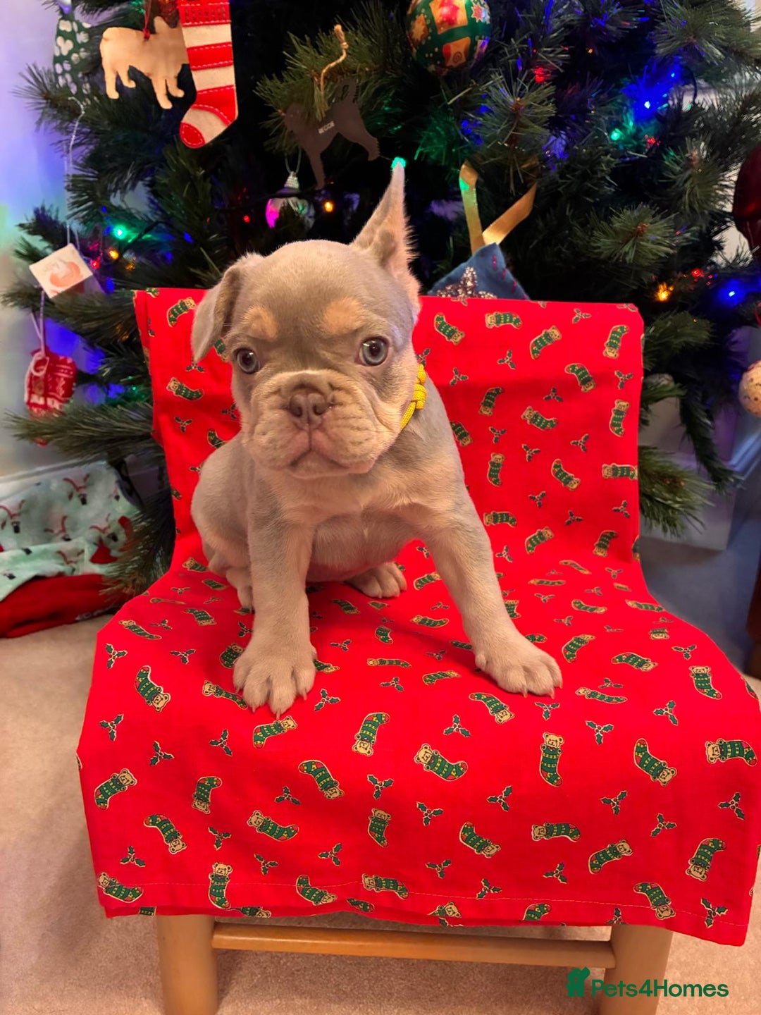 French Bulldog dogs for sale: KC Registered Beautiful French Bulldog Puppies - Advert 7