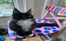 Maine Coon cats for sale: GCCF active / domestic Maine Coon  - Image 11