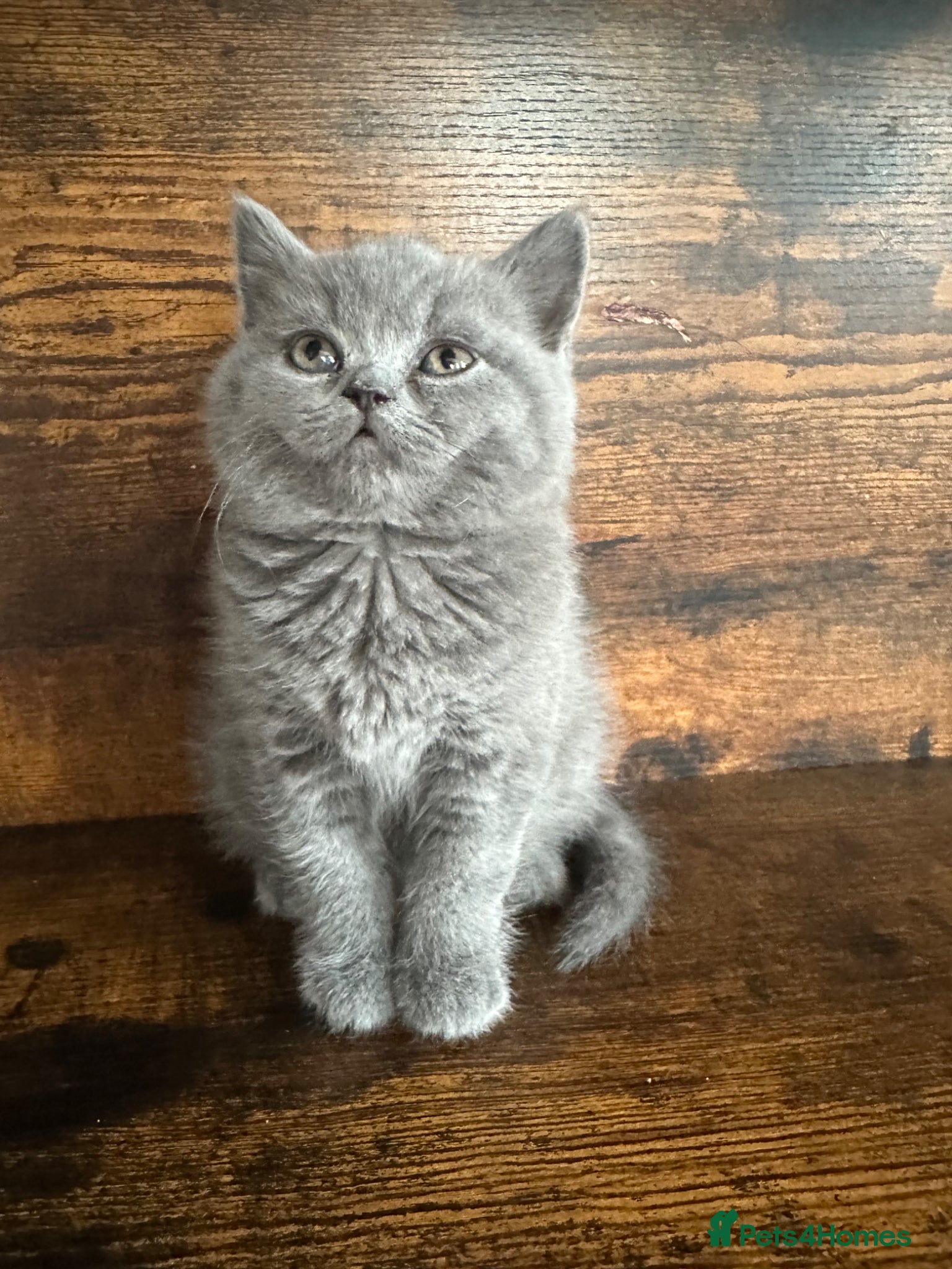 British Shorthair cats British Shorthair and Long Hair GCCF Registered  - Advert 16