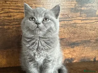 British Shorthair cats British Shorthair and Long Hair GCCF Registered - Advert 16
