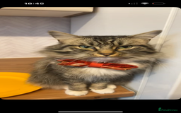 Mixed Breed cats for sale: Tabby long haired female mixed breed cat - Image 2