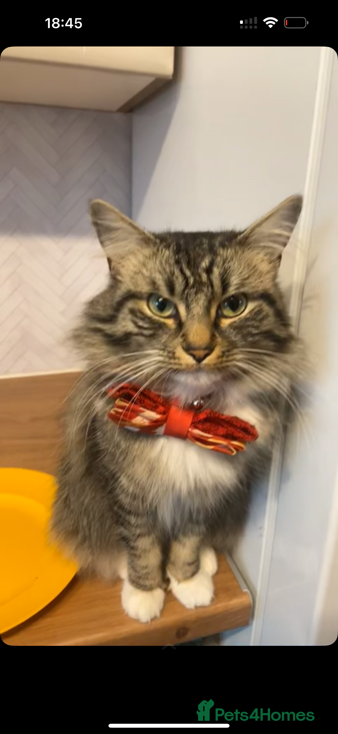 Mixed Breed cats for sale: Tabby long haired female mixed breed cat - Image 2