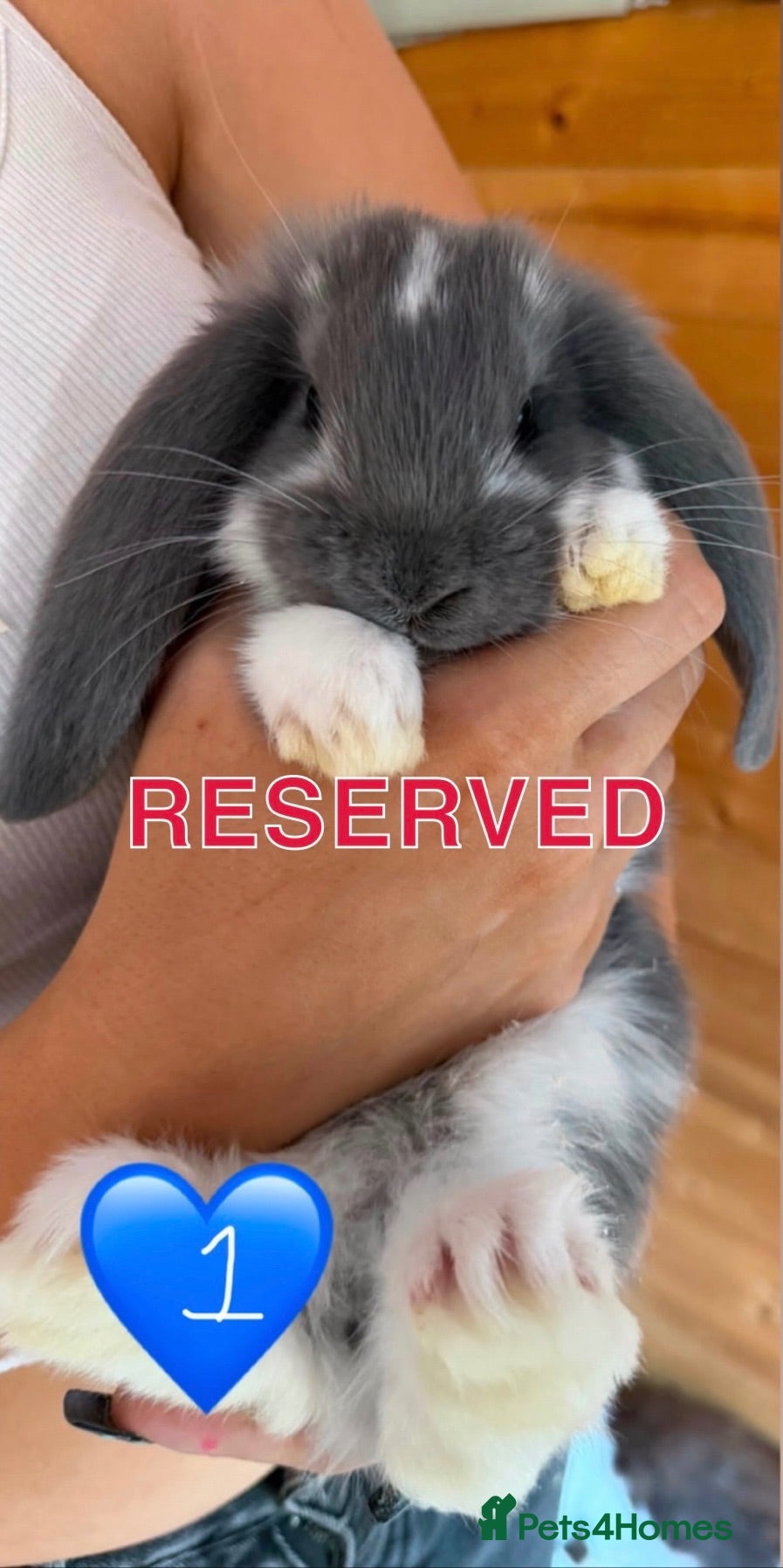 French Lop rabbits Gorgeous French lop babies - Advert 8