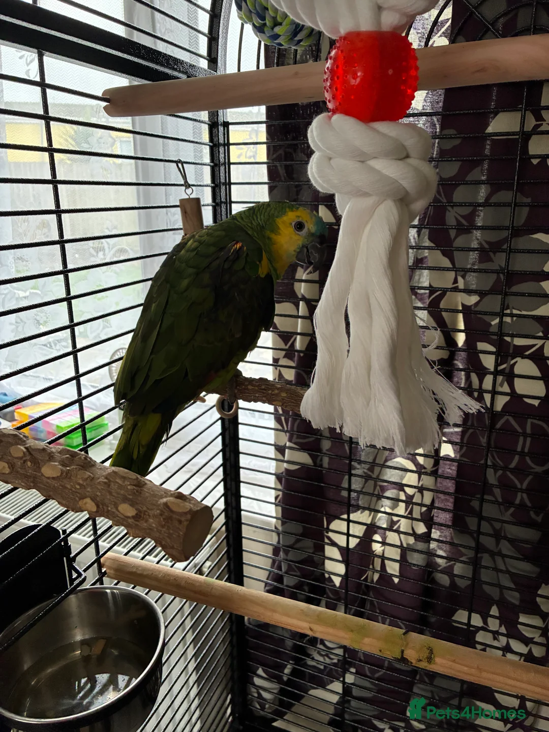 Parrots birds for sale: Blue fronted Amazon young - Advert 3