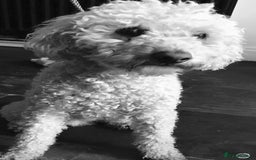 Cockapoo dogs for sale: Taking Genuine Enquired Phantom Female Cockapoo - Image 10