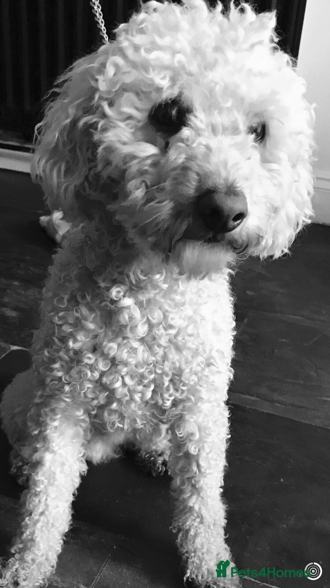 Cockapoo dogs for sale: Taking Genuine Enquired Phantom Female Cockapoo - Image 10