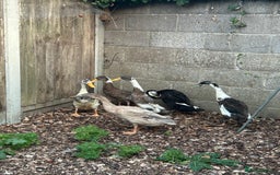 Ducks poultry for sale: FREE male Runner Ducks in Attleborough - Image 3
