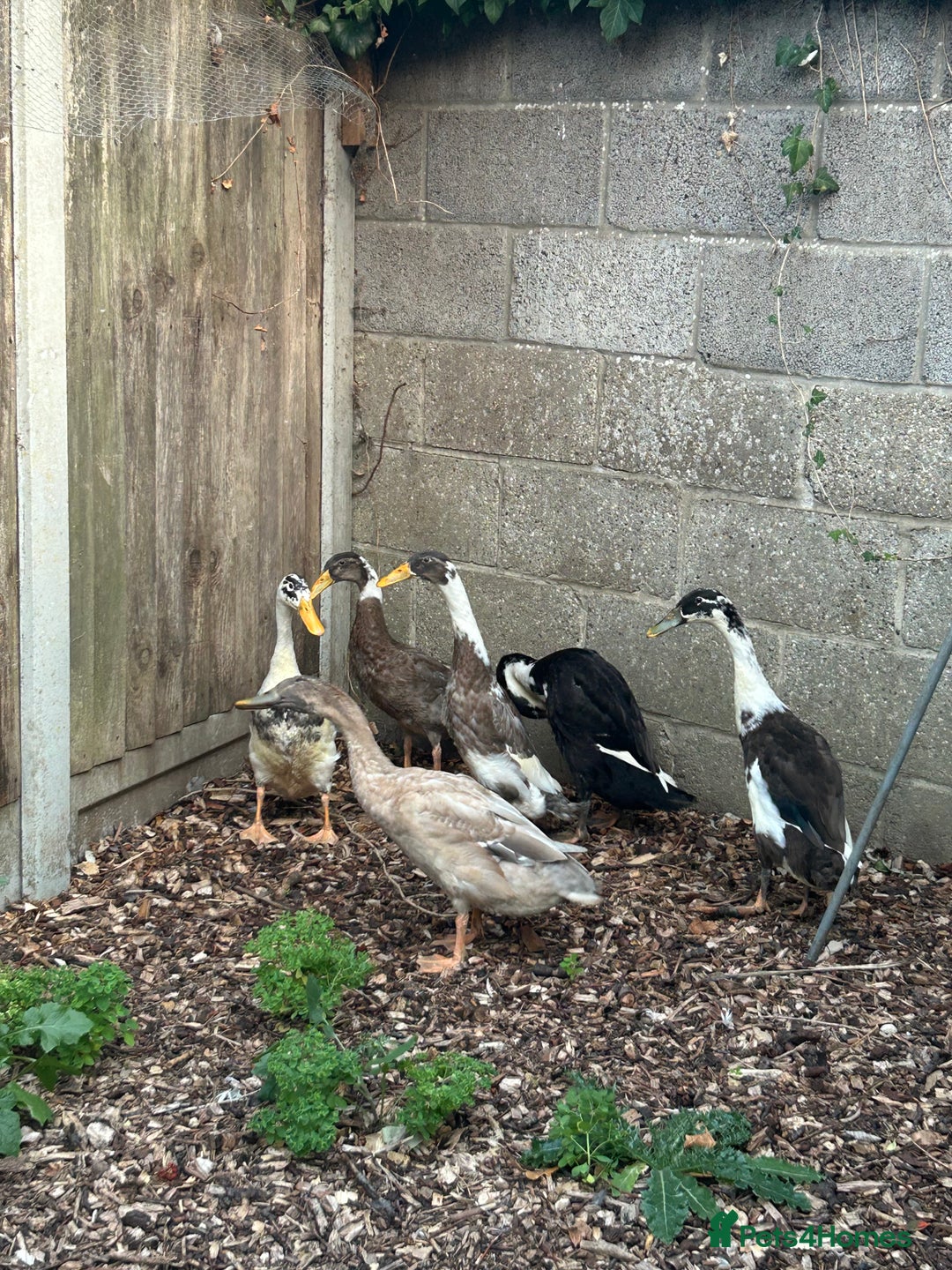 Ducks poultry for sale: FREE male Runner Ducks in Attleborough - Image 3