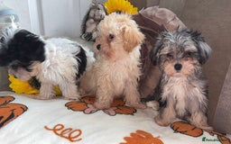 Maltipoo dogs for sale: Maltipoos puppy’s  - Image 4