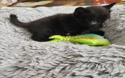 Mixed Breed cats for sale: Lovely kittens  - Image 9