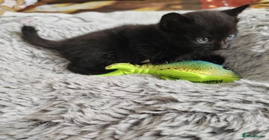 Mixed Breed cats - Advert 12