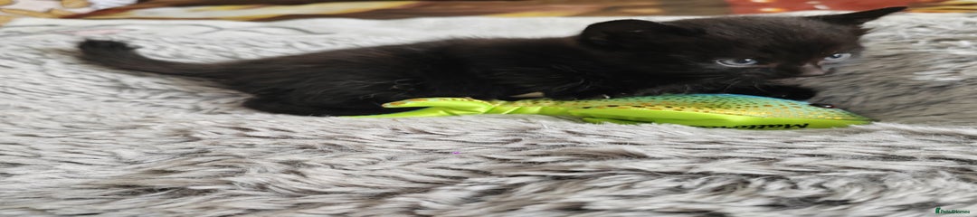 Mixed Breed Kitten 3