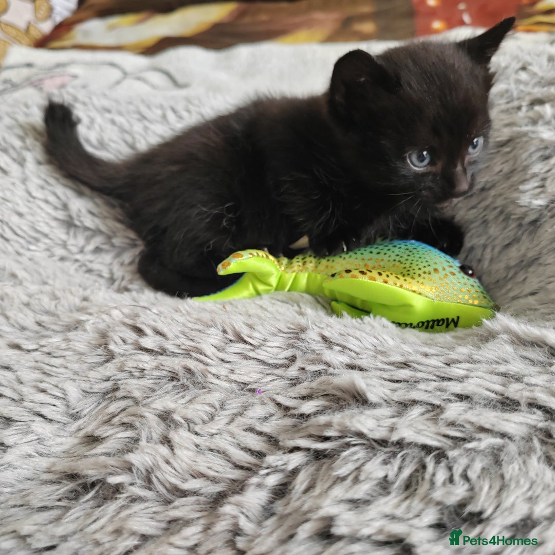 Mixed Breed cats for sale: Lovely kittens  - Image 9