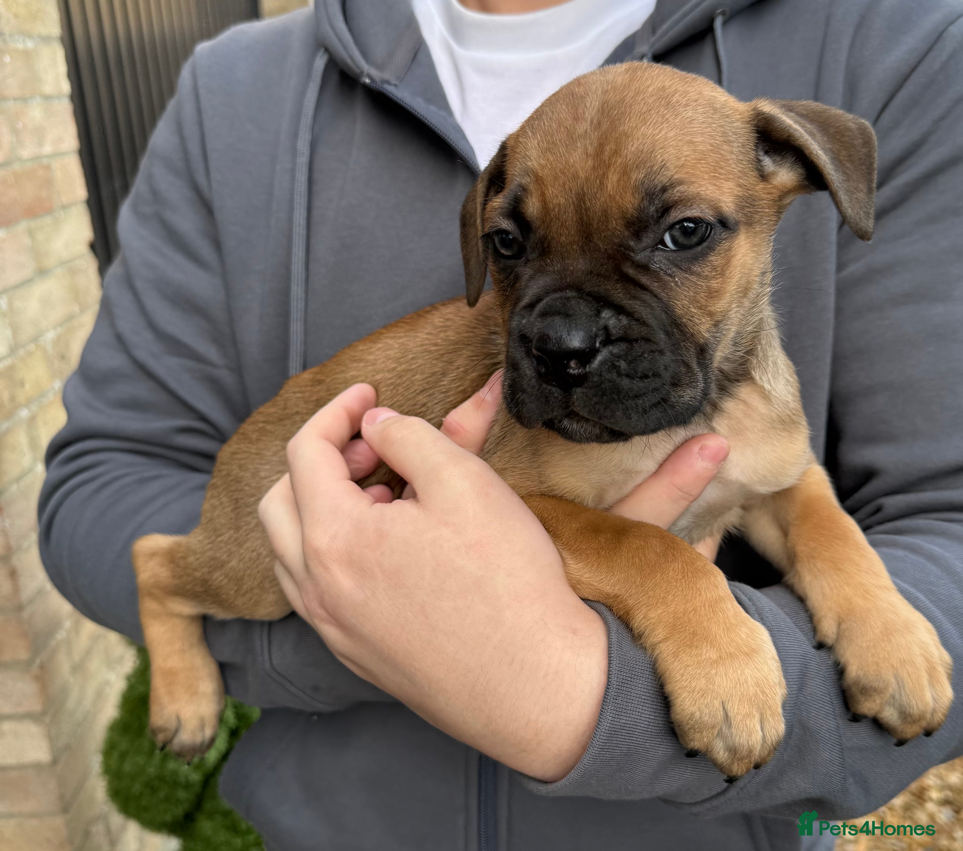 Cane Corso dogs ICF/ICCF Champion 6th GENERATION Cane Corso pups - Advert 1