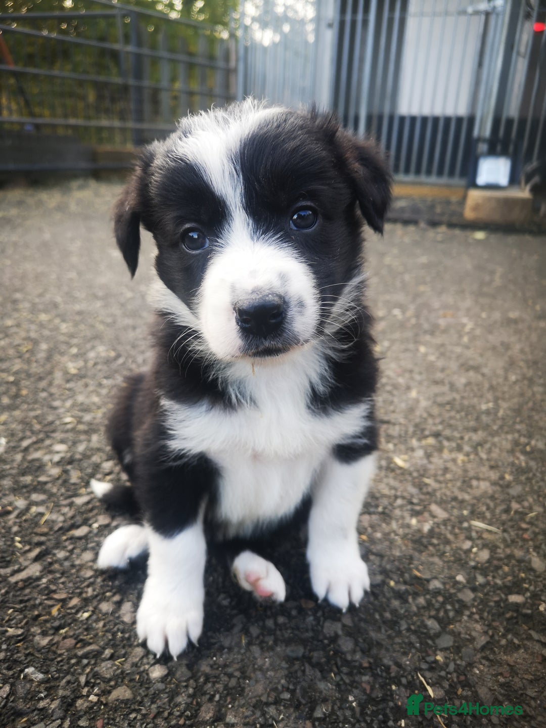 Border Collie dogs for sale: Beautiful Fluffy Collie Puppies  - Image 25