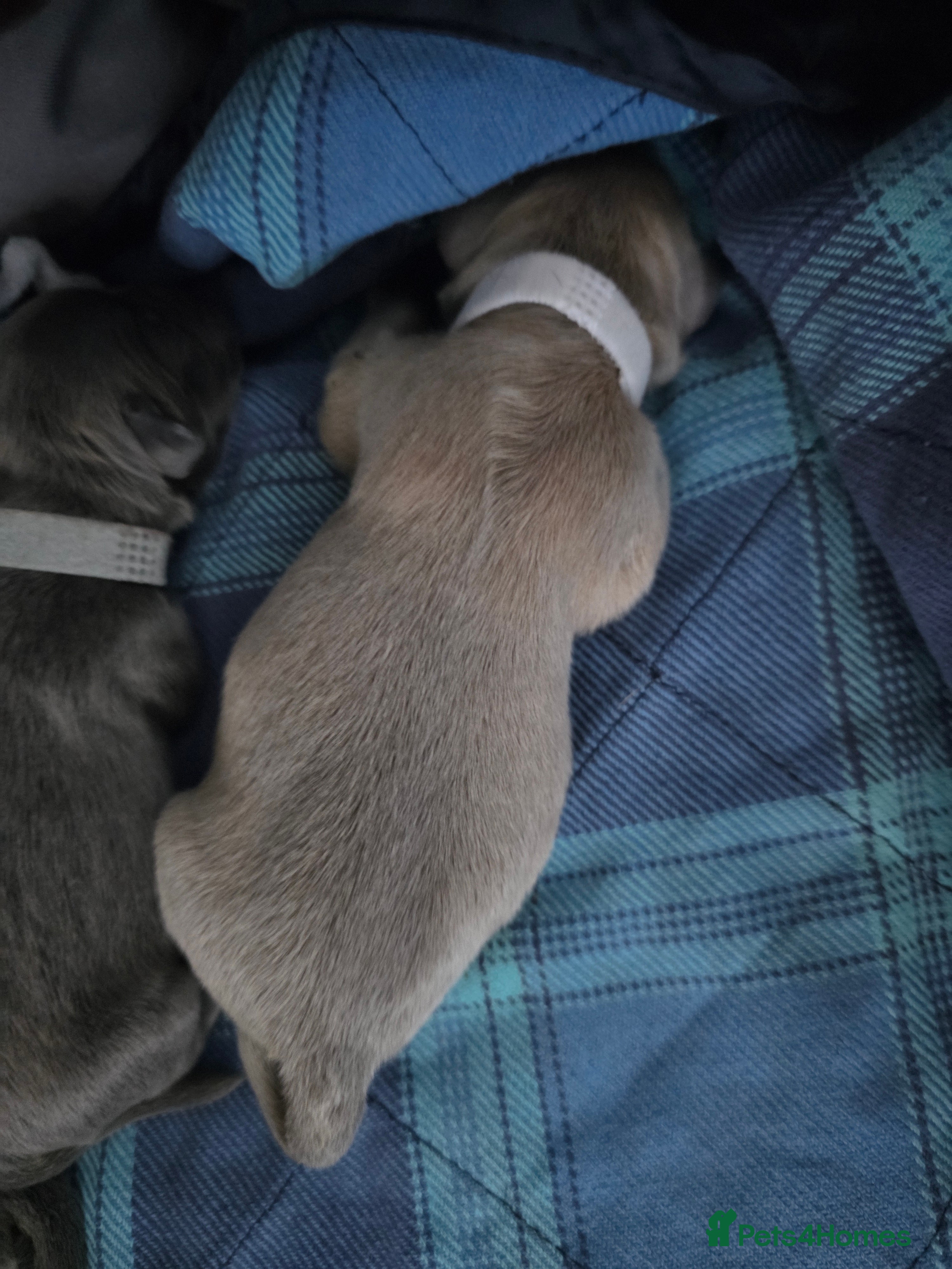 French Bulldog dogs Gorgeous French Bull Dog Puppies - Advert 2