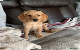 Hungarian Vizsla dogs for sale: VIZSIPOO puppies, Vizsla x Miniature Poodle - Image 6