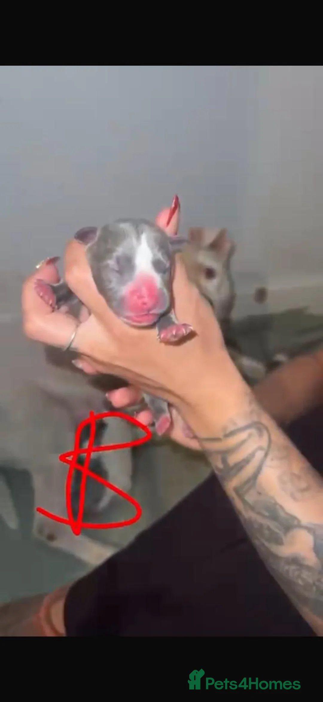 Mixed Breed dogs for sale: Beautiful mixed litter of puppies for sale - Advert 4