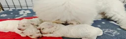 Bichon Frise dogs for sale: Sweet Bichon Frise puppies- Champion Bloodline - Advert 27