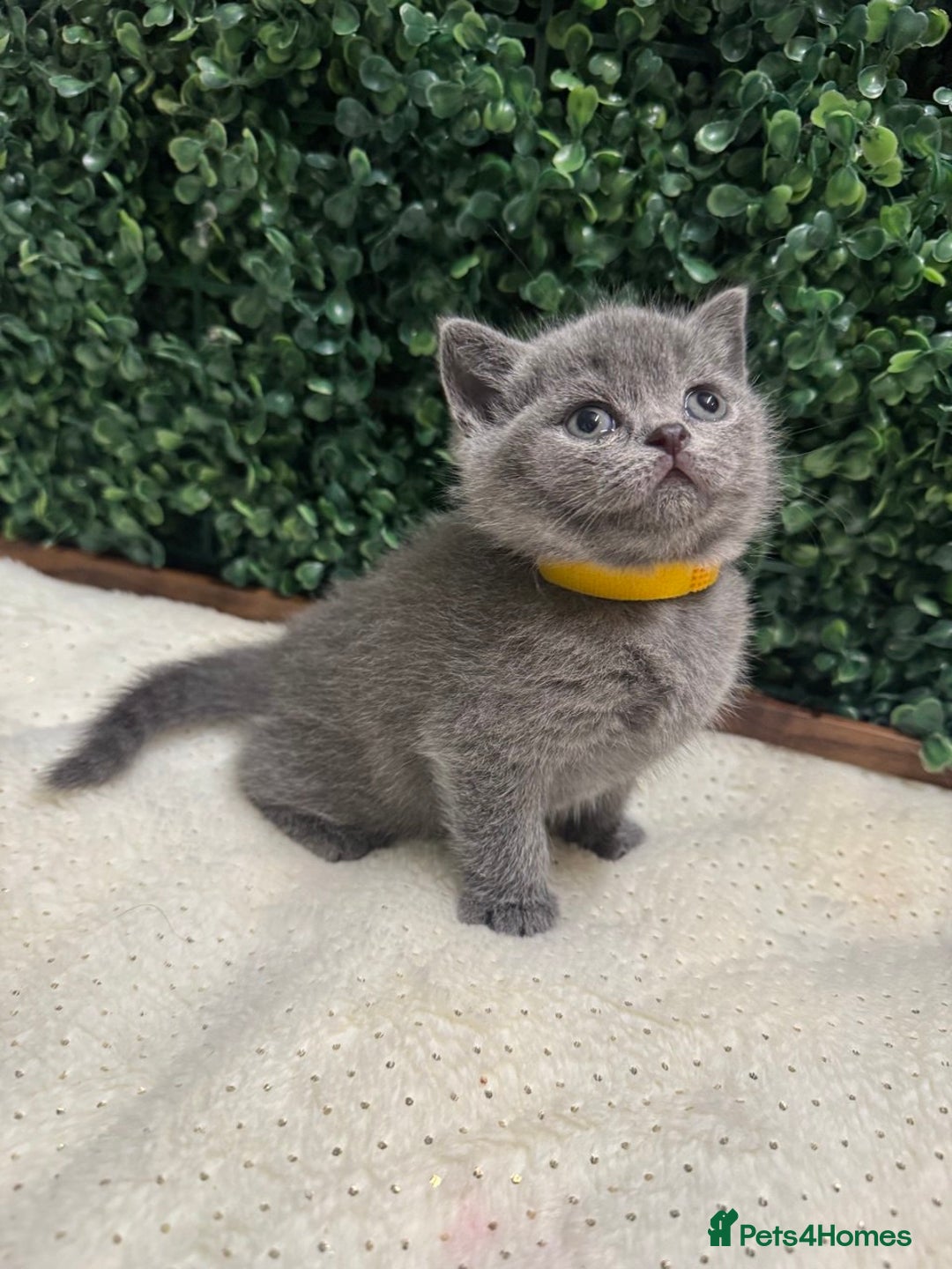 British Shorthair cats for sale: 💕British Shorthair Blue Kittens💕 - Advert 22