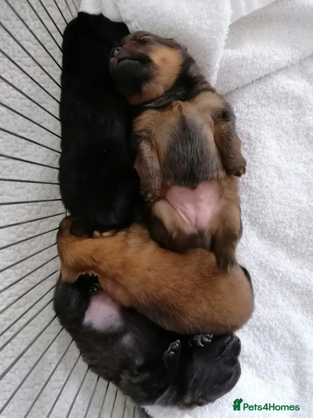 Pomeranian dogs for stud: 1.8kg Tiny Choco Carry Tan Blue Lilac DNA tested in Rotherham - Advert 19