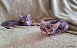 Mixed Breed cats for sale: Six beautiful short-haired tabby kittens. - Image 3