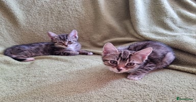 Mixed Breed cats - Advert 16