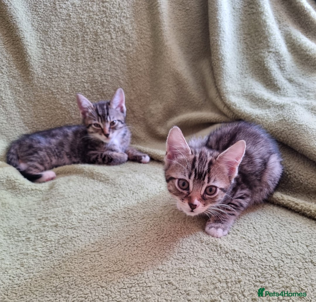 Mixed Breed cats for sale: Six beautiful short-haired tabby kittens. - Image 3