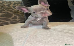 French Bulldog dogs for sale: Kc Reg Micro frenchies for sale - Image 18