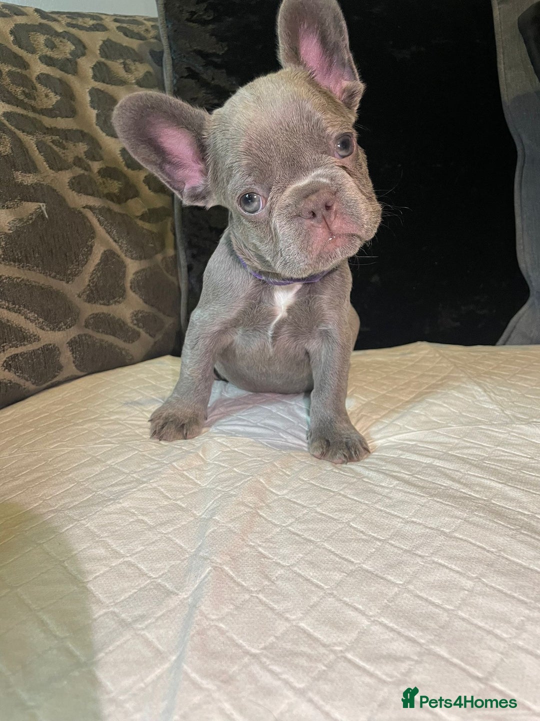 French Bulldog dogs for sale: Kc Reg Micro frenchies for sale - Image 18